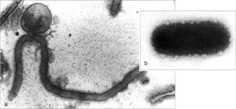 termofily-proshloe-planety-buduschee-biotehnologii